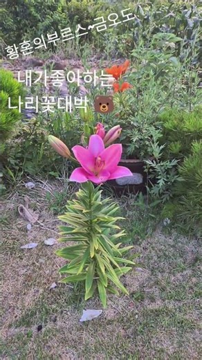 황혼의부르스 이미자ㆍ금오도 🐻