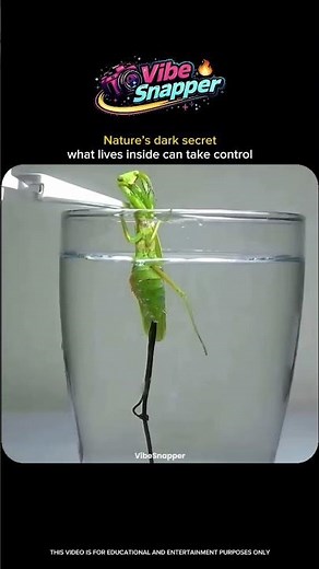 The Shocking Parasite That Controls a Praying Mantis