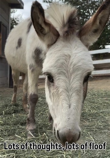 Daisy is a character! Have you ever dreamed of mustard and ketchup, or is it just the regular mayonnaise that people dream about? 💭 #minidonkey #donkeysofinstagram #farmanimals #cuteanimals #funnyanimals