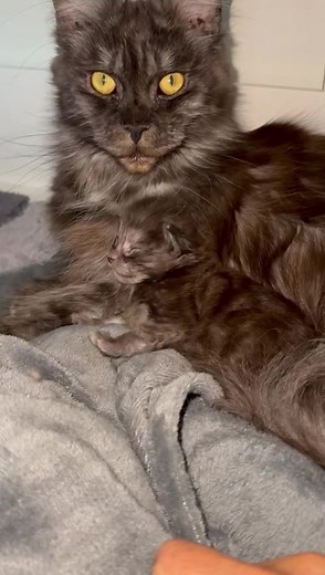 Ca y est, les yeux s'ouvrent pour le dernier de la chatterie 😻 Après la césarienne, les difficultés d'alimentation, ça semble bon désormais pour ce petit bout 😊 #mainecoon #chaton #chat #bebe