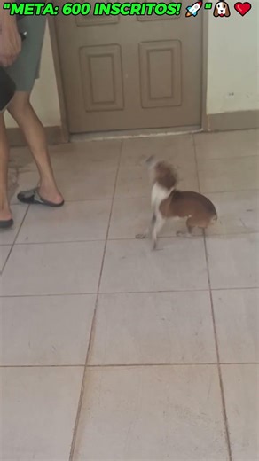 Pity entrou no modo FURACÃO! 🌪️😂 #pinscher