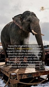 Edisons company filmed Topsy the elephants execution, but was the motive purely scientific? #history #historicalfacts | Mystery Feed