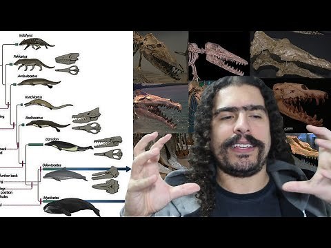 Origem e Evolução das Baleias (#Pirula 266)