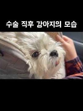 이빨 12개 뺀 강아지 상태가…😵‍💫