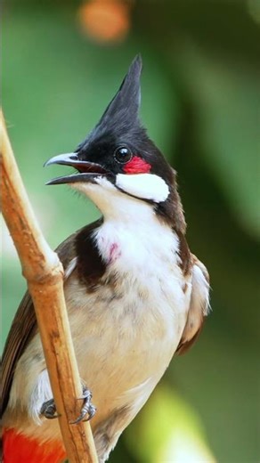 Red-whiskered Bulbul bird#cambodiawildbirds #birds #wildlife