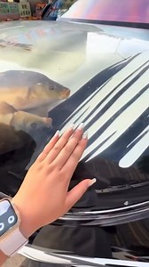 26K views · 188 reactions | Spotted in China: a car with an actual fish tank built into the hood. No idea how it works, but respect the commitment. What would you name this fishmobile? | Peanut Gallery Media Network | Facebook