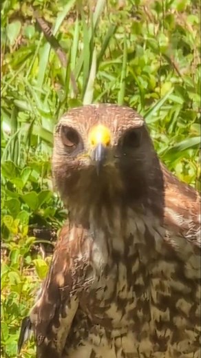 Rare Ground View of a Florida Red-Shouldered Hawk