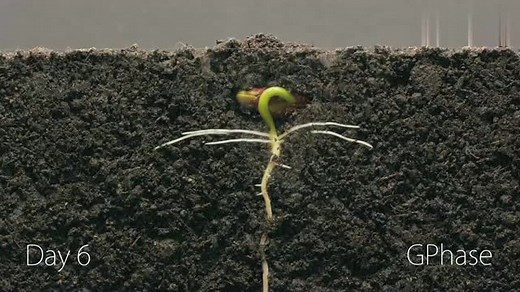 植物生长全程记录！你会惊呼大自然的力量！