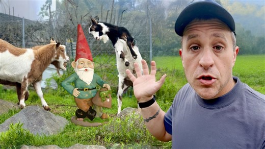 Genius landscaping ideas using goats for beginners