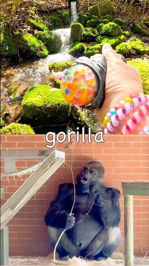 Waterfall Fun | Learn Animal Names for Kids: Slug Gorilla Goose Duck Tiger Axolotl