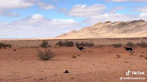 Greyhounds vs Salukis: Hunting Techniques Explored