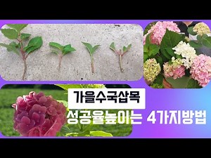 4 ways to take hydrangea cuttings to increase the success rate of hydrangea cuttings!!!