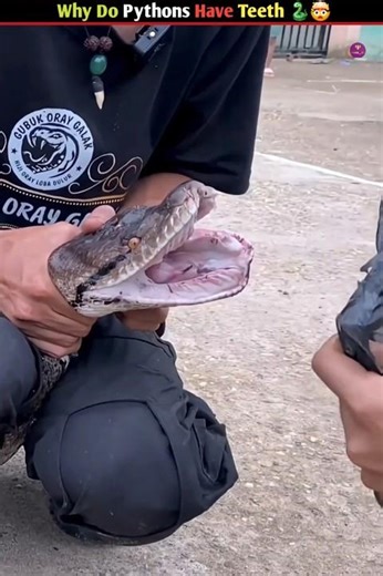 does python have teeth 🤯 #shorts