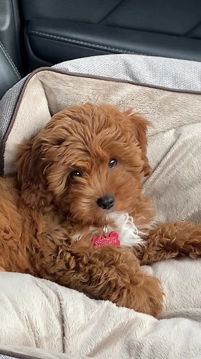 Adorable Teddy Bear Dog Compilation