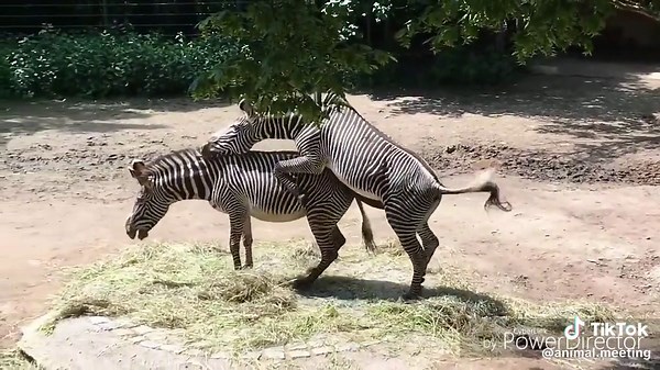 #Zebramating #foryou