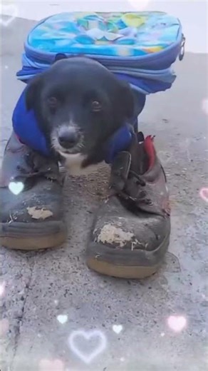 best drip #foryou #shorts #memes #meme #funny