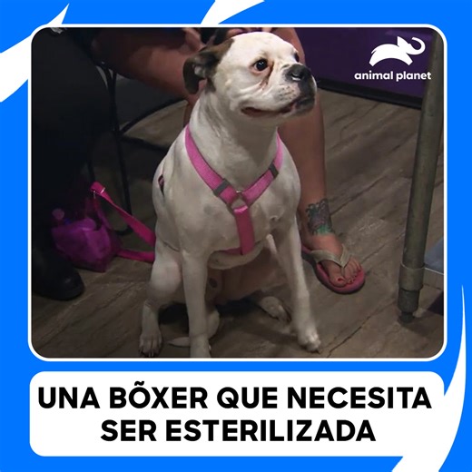 El Dr. Jeff y su equipo intervienen para mejorar la vida de una bóxer 🐶💉🩺 #DrJeffVeterinario Disfruta el contenido de Discovery en #HBOMax Suscríbete ahora: https://bit.ly/MAX-AnimalPlanetLa | Animal Planet Latinoamérica