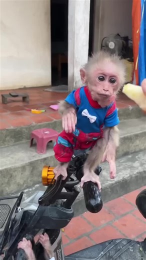 Caring for Your Lovely Monkey: Essential Tips