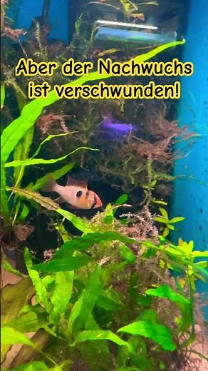 Schmetterlingsbuntbarsche | Alles vorbei! #aquarium #schmetterlingsbuntbarsche #buntbarsche