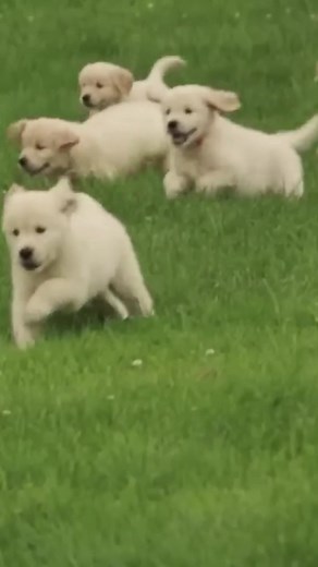 Playful Puppies: Fun in a Field with Golden Retrievers