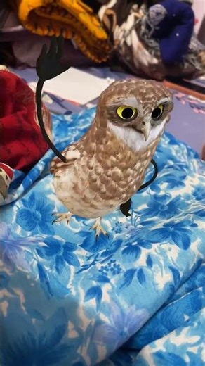 Owl Dancing Like a Pro! 😂🦉💃 #shorts