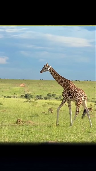 Why Do Giraffes Have Neck Fights 🤔😱 #abhidox #giraffe #wildlife #wildlifefacts #africa