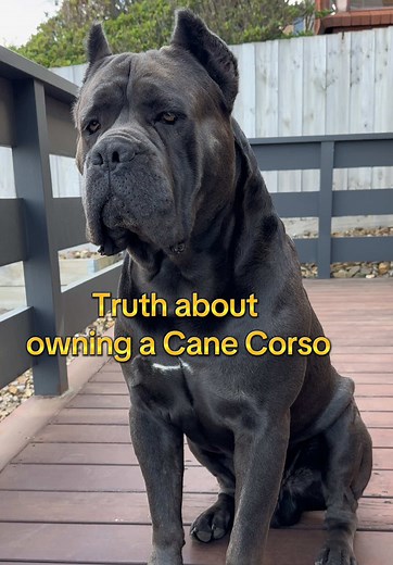 The Truth About Owning a Cane Corso