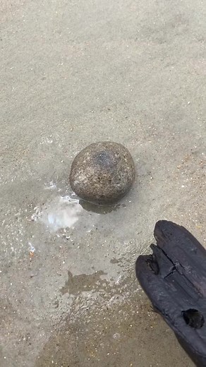 Do you know what these are? They're found in NC beaches 🏖️ 🎥 : @ehlersdanlosbabe #northcarolina #beachtrips #Ocracoke #ncbeaches #summernc #frisco #indianbeach #topsailbeach #holdenbeach #oceanisle #oakisland #emeraldislebeach #carolinabeach #carolinabeachnc #obx #thingstodoinnc