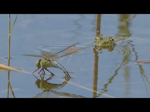 Frog wants to eat a dragonfly and gets a spider / Frosch will Libelle fressen und erwischt Spinne