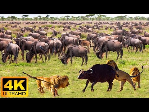 4K African Wildlife: Simien Mountains National Park - Real Sounds of Africa - 4K Video Ultra HD