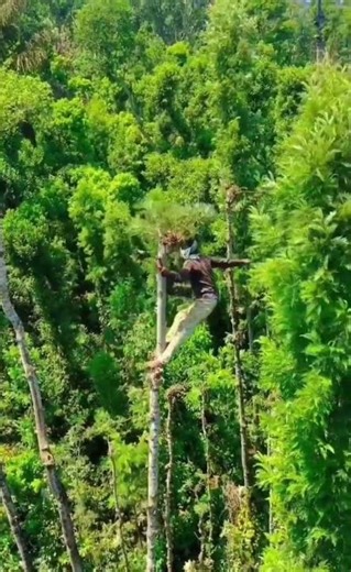 Don’t Try This: Swinging on Nature’s Longest Trees