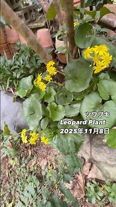 ツワブキ Leopard Plant⠀⠀2025年11月8日ツワブキの特徴⠀⠀ツワブキは、その名の通り、葉に豹模様を思わせる斑点があるのが特徴です。