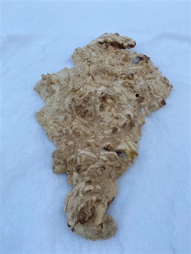 Dried Maple Burl Slab, Live Edge Wood Piece for DIY Resin Art - Etsy