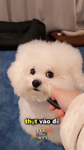 Chú chó thông minh phản ứng cực đáng yêu với dao giả