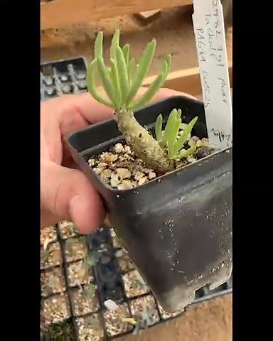 Tylecodon plants are now available!! | Mesa Garden www.mesagarden.com