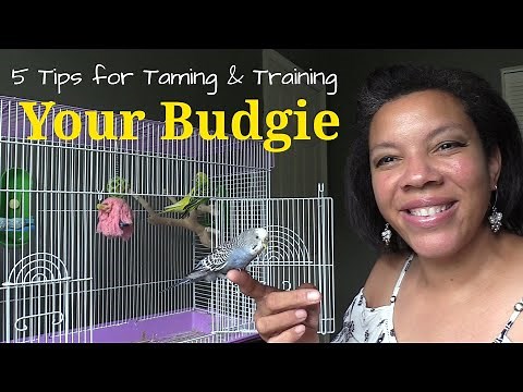 Five Key Tips : How to Tame My Parakeet