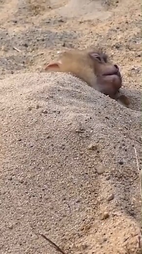 Monkey Survives Electrocution but Suffers Severe Burns Across Its Body 💖🌿 #baby #NewsUpdate #monkey #Very #reels #Leo #newborn #cute #milkyway #crying | Monkey history 2024