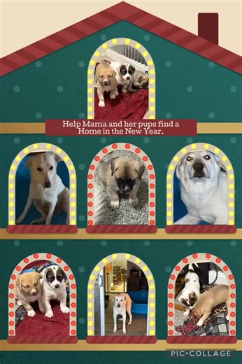 We are big on families here. We don’t just take the cute babies, we commit to the whole family. Mama dog is raising her babies and will be ready for adoption when her pups are weaned and she is spayed. Follow our page to see updates. You can apply at any time. https://www.purple-paws.org/pet-adoption-application.html | Purple Power Animal Welfare Society