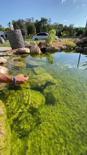 Jesús el lagarto corriendo: ¡una exhibición impresionante!