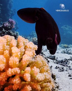 How often do you talk about the octopus with friends? 😅 Besides the giant pacific octopus, Octopus Cyanea, also known as the day octopus, is one of the largest known species of octopus with its total length greater than 1 m (over 3 ft!) 💀They live FAST, and die young. It might be shocking to discover that their lifespan is only 12-15 months max! 🐙 This stunning octopus hunts during the day-time searching for mussels, clams, shrimps, and crabs hiding among the corals and crevices. They have th