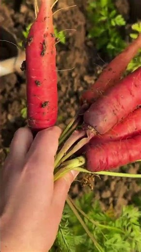 #gardeningathome #satisfying #smartfarming