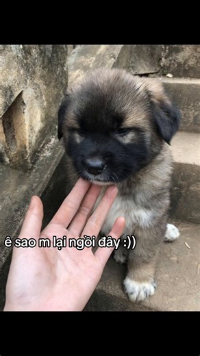 Video của user_ndwff (@user_ndwff) với bản nhạc nhạc nền - •ꜱᴀʀᴜᴛᴏʙɪ ᡣ𐭩ྀིྀི - alee