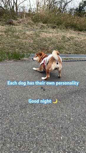 Dogs all have different personalities🐶