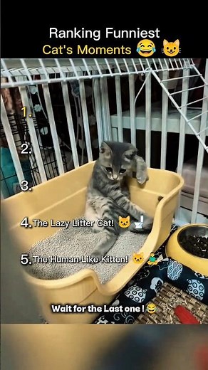Funniest Cat Fails Compilation 😂🐱