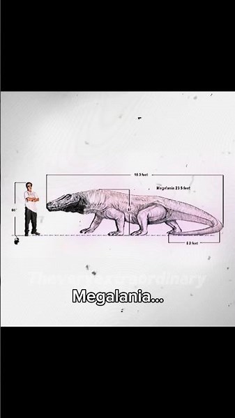 Komodo Dragons used to be even more giant #megalania #komododragon #prehistoric #extinct #animals