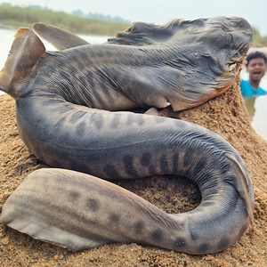 231K views · 943 reactions | Top 10 fishing video catching big stuck shark fish like monster by fisherman #fishing_video | Only Fishing | Facebook