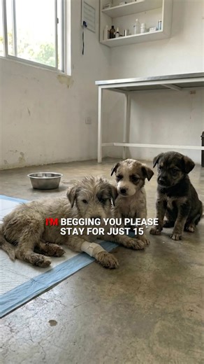 In just a few seconds, you can change the future of an animal who has already suffered enough. Want to know how?👇 Our shelter cares for more than 40 rescued dogs, souls who arrived starving, abandoned, frightened, and needing urgent medical care. Every single day, we fight to give them safety, food, and a real chance at life again. But today, our resources have reached the limit. We don’t receive government support. Every meal, every treatment, every second chance exists only because compassion