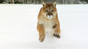 Nature Wildlife Video