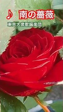 ♪#南の薔薇 #東京大衆歌謡楽団 庭の薔薇でもクイーン👑です