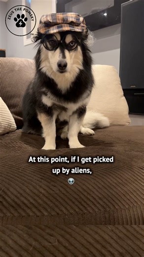 12K views · 219 reactions | Adulting level: ready for alien pickup.  #fblifestyle | Zeus the Pomsky | Facebook